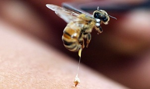 mărirea penisului de către albină)